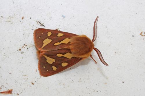 Réf. 258 622 : Hyphoraia testudinaria